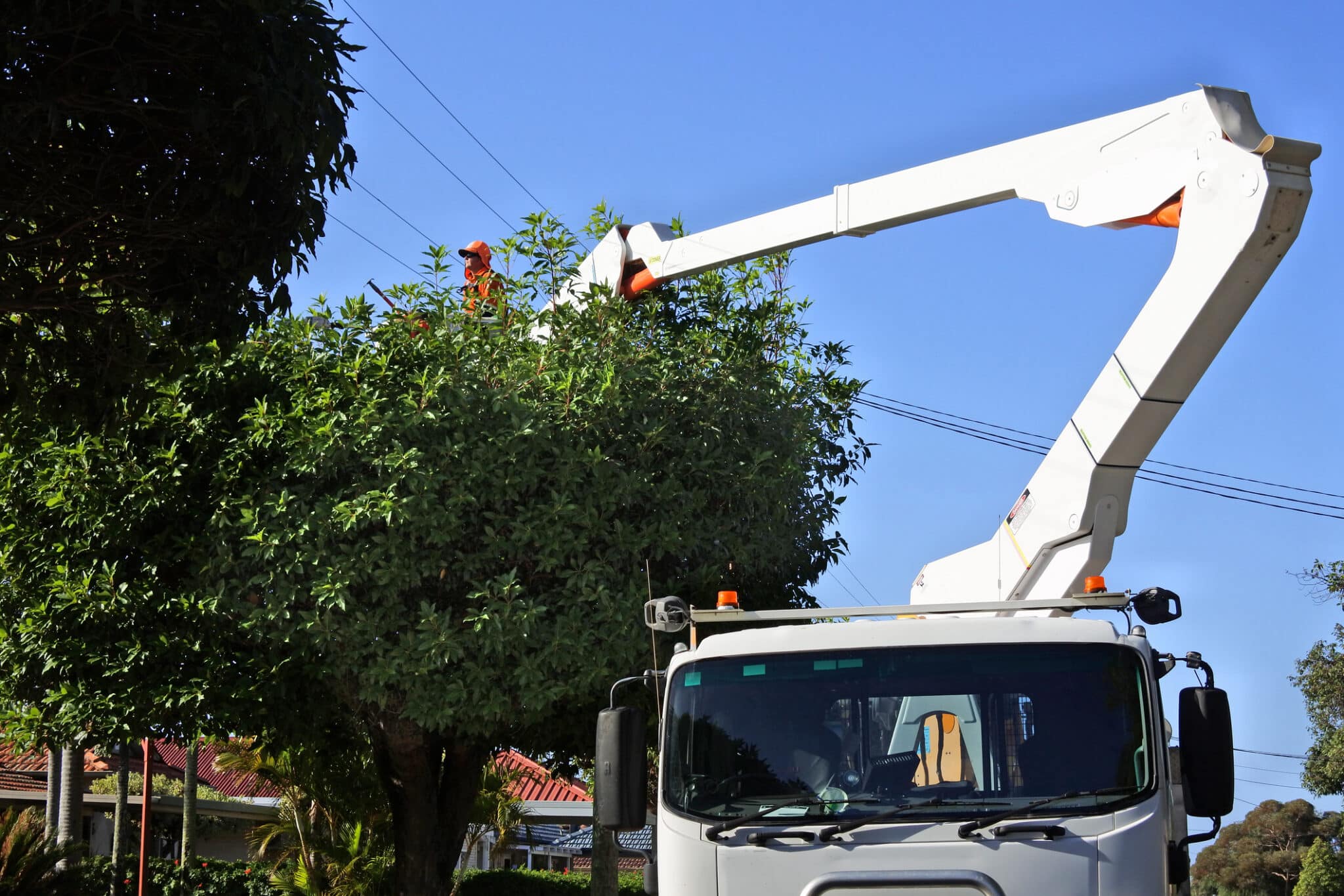 Trimming a tree growing under a electricity power line, Service drop clearance.